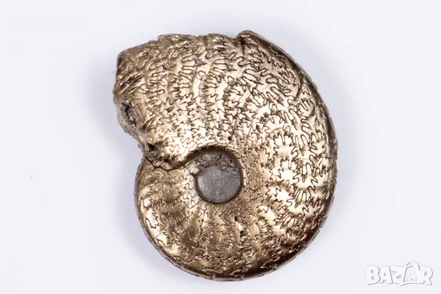 Пиритизиран амонит 5.89g 24.1mm #18, снимка 2 - Други ценни предмети - 48410242