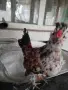 Продавам пиленца Бреговска джинка, снимка 8