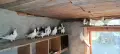 Пазарджишки високолетачи , снимка 4