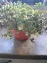 Седум Сиеболди, Sedum sieboldii, снимка 4