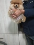 Продавам померани , снимка 2
