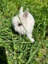 Просавам Декоративни Зайчета , снимка 7