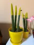 Растения от вида сансевиера (Sansevieria cylindrica 'Velvet Touchz') 20/30см., снимка 2