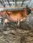Продавам Крава Джарсе, снимка 1