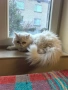 продавам персийско коте женско, снимка 2