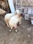 овце и шилета в Лом, снимка 4