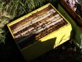 Пчелен мед на едро, директно от производител, реколта 2023 , снимка 9
