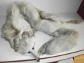 Продавам яка от бяла лисица, снимка 1