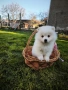 Померан Померанчета , снимка 2