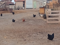 Домашни кокошки, снимка 4