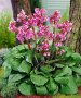 Бергения, Градинска Бегония, студоустойчива!!!, снимка 1 - Градински цветя и растения - 38377310