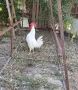 Продавам 2 броя петлета бял легхорн, снимка 1