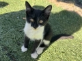 Мъжко пухкаво коте на 4 месеца , снимка 3
