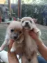 Подарявам кучета, снимка 2