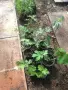 Смокиня „Брунсуик“ (Ficus carica ‘Brunswick’), снимка 6