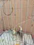 Бебета корели + клетка , снимка 2
