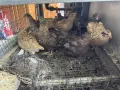 пъдпъдъци с клетка, снимка 3