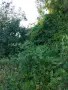 Продава земя със стара къща с. Ваксево, област Кюстендил, снимка 2