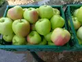 Продавам ябълки..., снимка 2