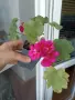 Комплект Мушката, снимка 4