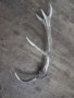 Рог от  елен , снимка 5