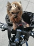 Мини йоркширски териери , снимка 10
