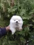 Бяло момченце. Померан., снимка 2