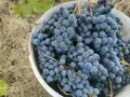 Мерло топ състояние, снимка 1