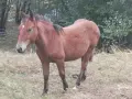 Ждребе (женско), снимка 1