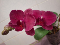 Орхидея, снимка 1 - Стайни растения - 44657639