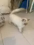 Шотлански котета, снимка 14