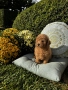 Мини пудел момче и момичета с генетични изследвания / Mini Poodles, снимка 5