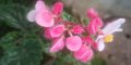 Бегония инкарната(Begonia lncarnata) , снимка 1 - Стайни растения - 42854631