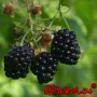 Висококачествени нови семена от хранителна Къпина без бодли Rubus rusticanus 50+ семена антиоксидант, снимка 12