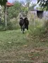 Продавам крави и кози, снимка 7