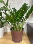 замиокулкас растения Цветя, снимка 2
