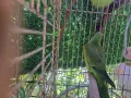 Продава червенокрил папагал, снимка 6