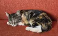 Супер гальовни котета!!!, снимка 15