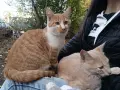 Подарявам коте СПЕШНО , снимка 9