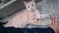 Подарявам коте СПЕШНО , снимка 10