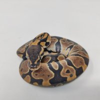 Кралски Питон / Ball Python / Python regius, снимка 4 - Змии - 42172390
