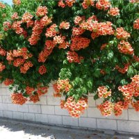 ТЕКОМА - КАМПСИС, снимка 3 - Градински цветя и растения - 30168153