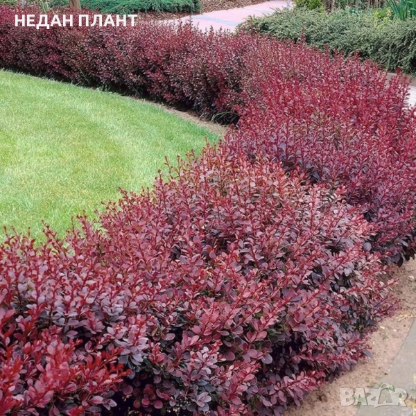 Берберис Атропурпуреа, снимка 1