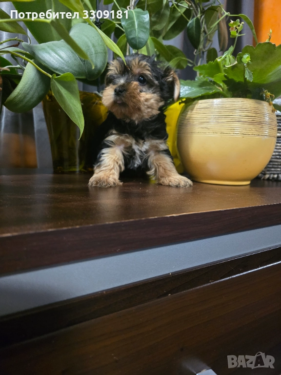 Йоркширски териер , снимка 1