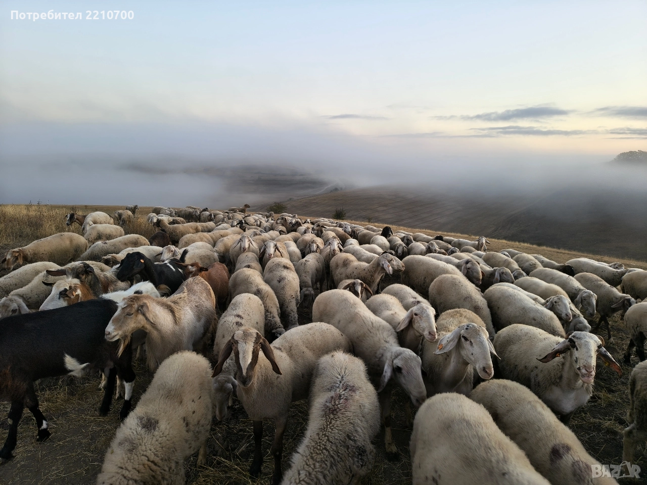 овце, снимка 1