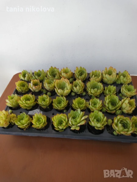  Растения за градината - Дебелец, два вида седуми  , снимка 1