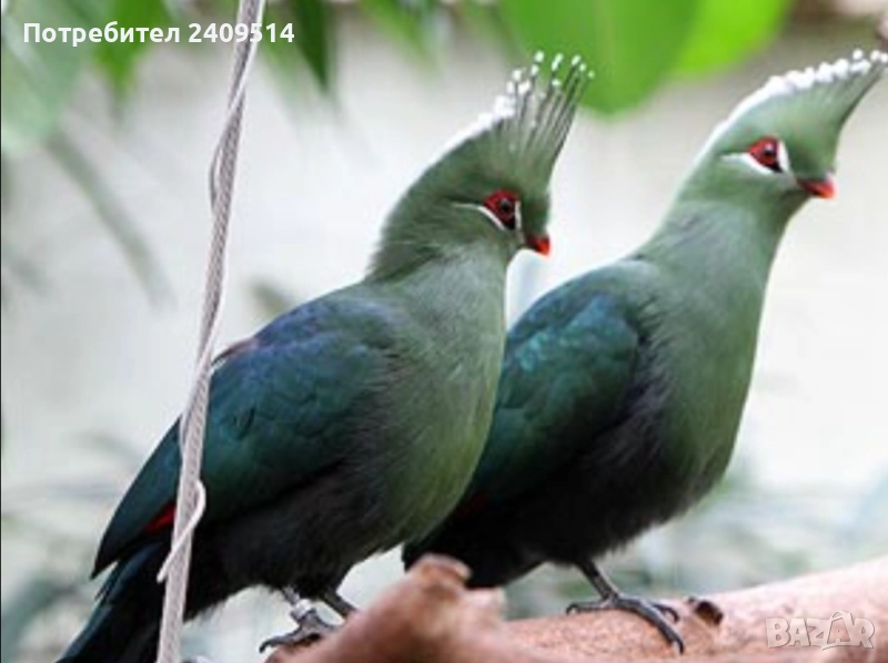 Турако ливингстън, снимка 1