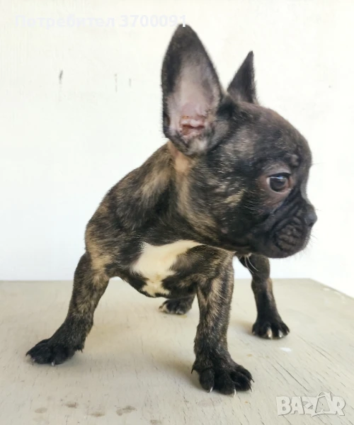 френски булдог , снимка 1