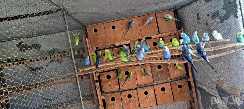 Вълнисти папагали, снимка 1