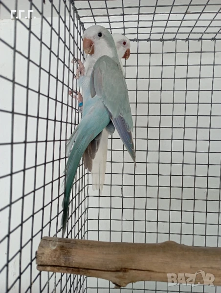 Двойка папагали монах , снимка 1